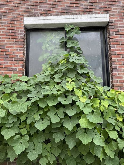 Vines covering a window in Seochon